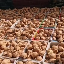 辽宁葫芦岛绥中黄金帅大量现货价格美丽有需要的联系我，