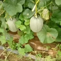 哈密瓜