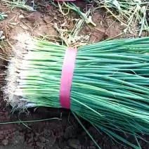 精品黑细叶小葱