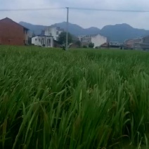 双季茭白少量上市预计一个星期左右大量上市