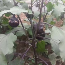 冀豫鲁交界处蔬菜基地