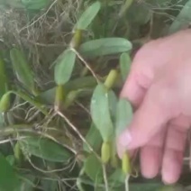 石橄欖中果大量出
