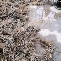 独活苗