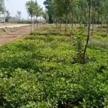 白蜡树苗8-12
