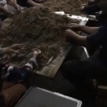 黄精苗