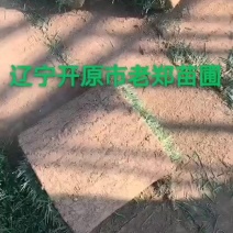冷季型草坪