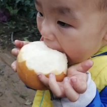 晚秋黄梨套袋