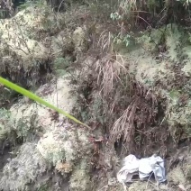 专用种兰花的水苔藓，对各种难种的植物都好用，因为耐干旱、