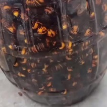 昆虫类