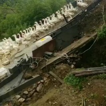 白鹅，均重八斤