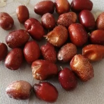 玉门沙枣园子沙枣常年有货地道甘味玉门沙枣免洗沙枣大果子