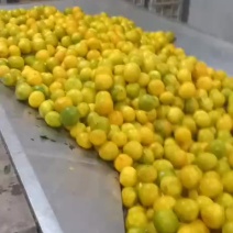 精品蜜橘，湖北产地直发诚信为本，质量保证欢迎采购
