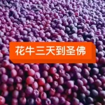 花牛