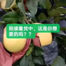 柚子，一手货源，质量非常好