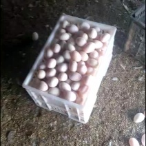 白婺鸭和白婺鸭蛋
