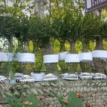 紫薇花瓶，小叶女贞造型