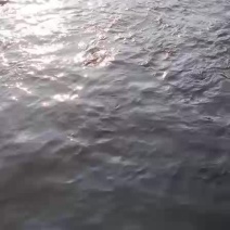 网霜罗非鱼