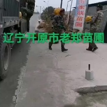 金叶垂榆