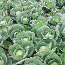 甘蓝包菜