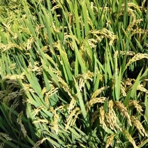 【水稻】杂交稻品质好，绿色种植无农药