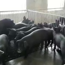 苏太母猪，太湖母猪，巴马香猪，杜洛克，大约克，二元母猪，