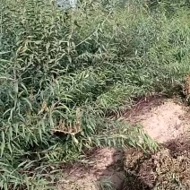 河北山桃苗，一公分的山桃苗