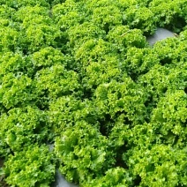 精品生菜大量上市质量完美有一流的团队
