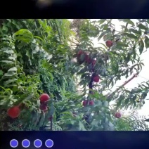 映霜红桃