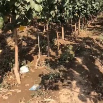 3公分杏树