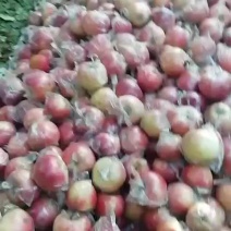 斗南，纸加膜富士