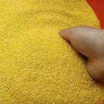 丰宁黄旗小米