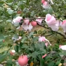 红富士苹果