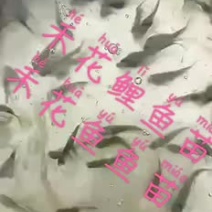 禾花鲤鱼苗长年供应优质禾花鲤鱼苗+自孵水花