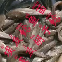 埃及鲶鱼苗埃及胡子鲶埃及塘鲺+自孵水花