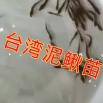 台湾泥鳅苗自孵水花保质保量提供技术欢迎合作