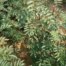 大红袍花椒苗