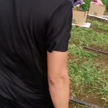 广东韭菜
