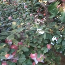 纸加膜富士四两起步