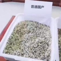混色美女樱种子观花四季盆栽垂吊美女樱花籽花海草花种籽四季