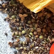 野生油茶果，出油率高，油质好