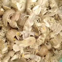 皮皮虾