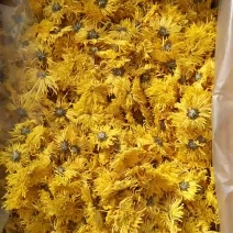 金丝皇菊菊花茶新货上市