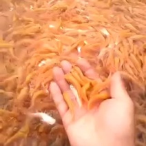 金草鱼苗俄罗斯金丝皖鱼苗黄金皖+自孵水花
