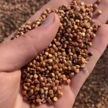 糯高粱，红高粱，兴湘梁2号，酒厂专用糯高粱！