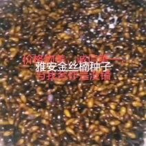 绿化苗木