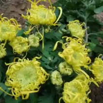 菊花黄千丝绿乒乓。墨菊花盆栽。
