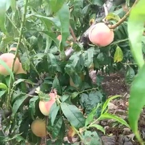 占地桃树