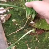 韭菜