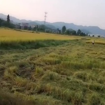 700亩水稻全部熟了