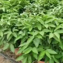 平安树